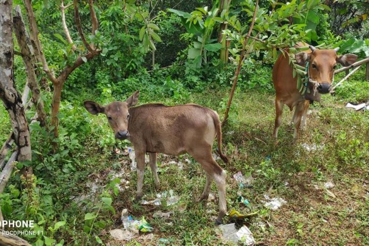 Kondisi sapi yang dicuri pelaku dan ditemukan di tengah hutan