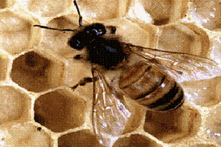 Di Beijing Orang Antre Untuk Disengat Lebah