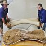 Dinosaurus Setinggi Gedung Berlantai Dua, Salah Satu Makhluk Terbesar di Bumi
