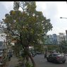 Pesona Bunga Tabebuya, Oase Visual di Jalan Ahmad Yani Bekasi