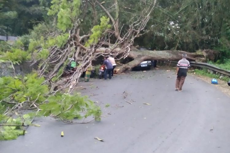 Pohon tumbang menutup jalan raya Garut-Tasik di depan pintu masuk objek wisata Ngamplang di Desa Ngamplang Kecamatan Cilawu, Rabu (27/04/2022) petang sekitar pukul 17.40 (Foto Ist)