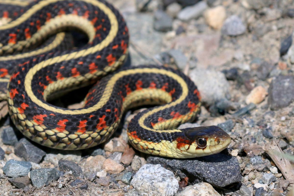 Ilustrasi ular garter (Thamnophis sirtalis). Ular ini dapat menjalin pertemanan atau geng