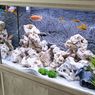 Bolehkah Menempatkan Akuarium Ikan di Ruangan Ber-AC?