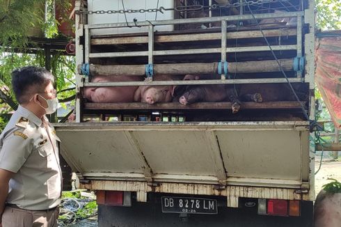 Tak Miliki Sertifikat Kesehatan Hewan, 26 Ekor Babi Ditolak Masuk ke Balikpapan