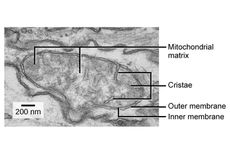 Krista Mitokondria: Pengertian dan Fungsinya