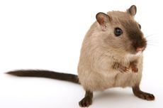 Cara Membuat Racun Tikus Organik dari Umbi Gadung
