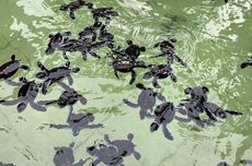 Polresta Bogor Imbau Perayaan Tahun Baru Tanpa Kembang Api-Konvoi Kendaraan