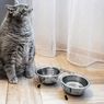 7 Jenis Kucing yang Mudah Gemuk, Hati-hati Obesitas 