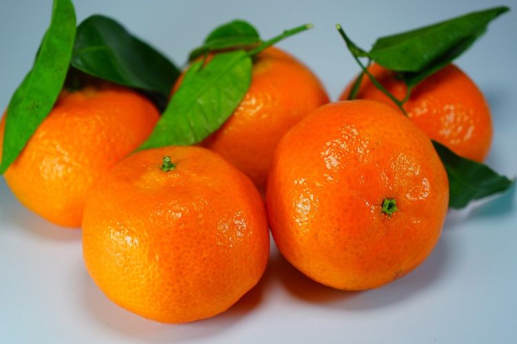 ilustrasi jeruk mandarin clementine. 