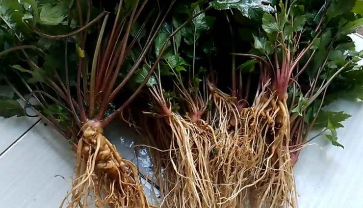 Purwoceng, Ginseng Lokal Bernilai Tinggi