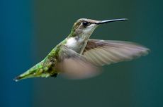 Bentuk dan Fungsi Paruh Burung Kolibri