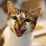 Penyebab hingga Cara Mengatasi Kucing yang Pemarah dan Agresif