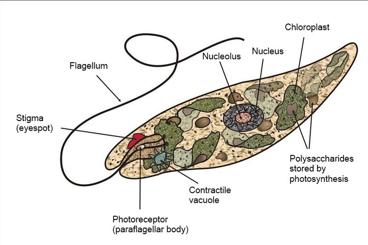 Struktur euglena