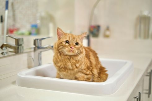 Penyebab Kucing Membuang Kotoran di Bathtub dan Wastafel