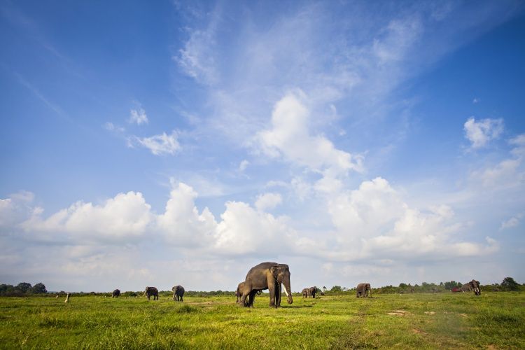 Taman Nasional Way Kambas Lampung menjadi salah satu pusat konservasi gajah di Indonesia.