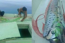 Bisakah Oarfish Prediksikan Tsunami?