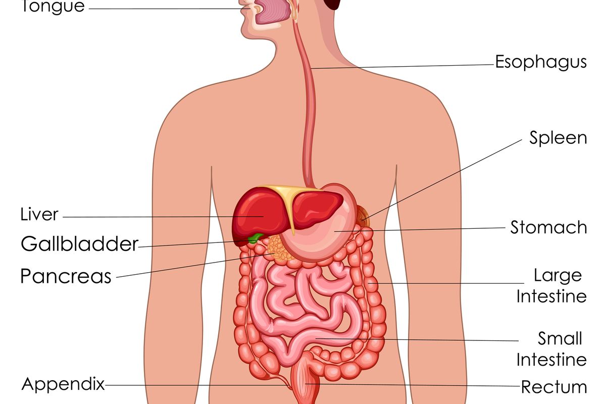 ilustrasi sistem pencernaan