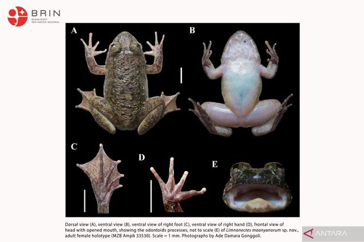 Hasil pindai salah satu spesies katak bertaring baru asli Kalimantan, Limnonectes maanyanorum sp.nov. 