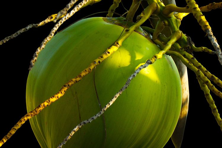 Ilustrasi bibit kelapa