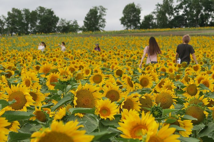 Padang bunga matahari di Hokuryu, Hokkaido.