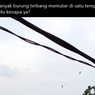 Ramai soal Burung Terbang Berputar di Satu Tempat yang Sama, Benarkah Pertanda Gempa?