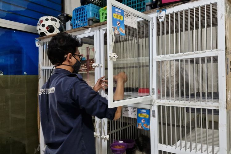 Pegawai pet shop, Muhammad Al Fatah memberi makan kucing di tokonya, Selasa (9/4/2024).