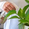 Apakah Menyemprot Tanaman Sama dengan Menyiramnya?