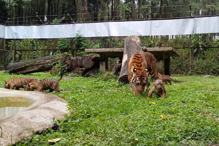 4 Anak Harimau Sumatera Lahir di Taman Safari Indonesia II Prigen