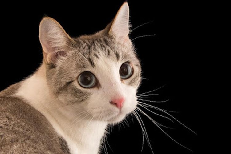 10 Jenis Kucing Peliharaan Yang Paling Menggemaskan Dan Mudah Untuk 