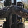 Aligator 3,6 Meter Ini Ditangkap dan Dibedah, Misteri Selama 20 Tahun Terpecahkan