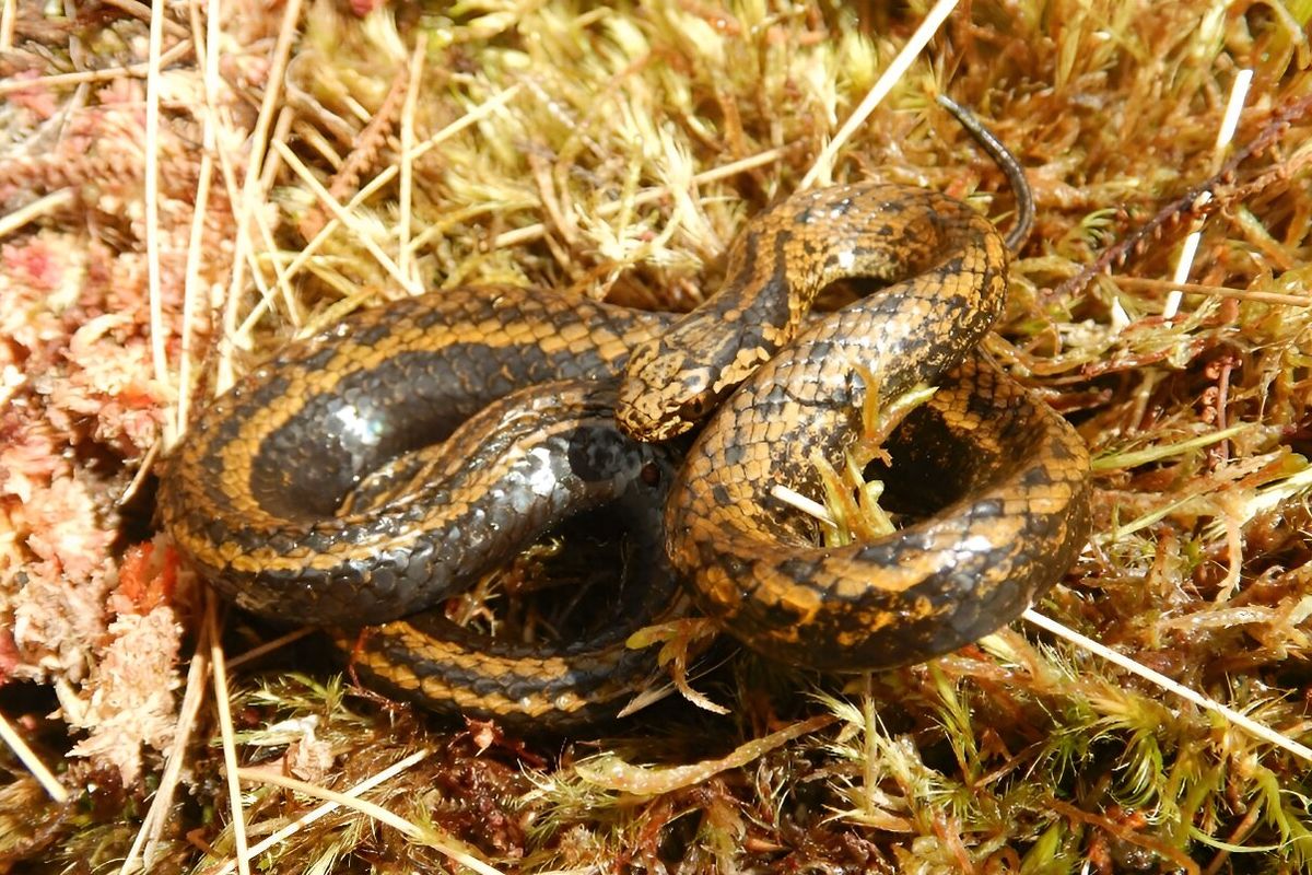 Spesies baru ular ditemukan di Peru. Ular ini dinamai sesuai nama aktor Indiana Jones, Horrison Ford, yakni Tachymenoides harrisonfordi.