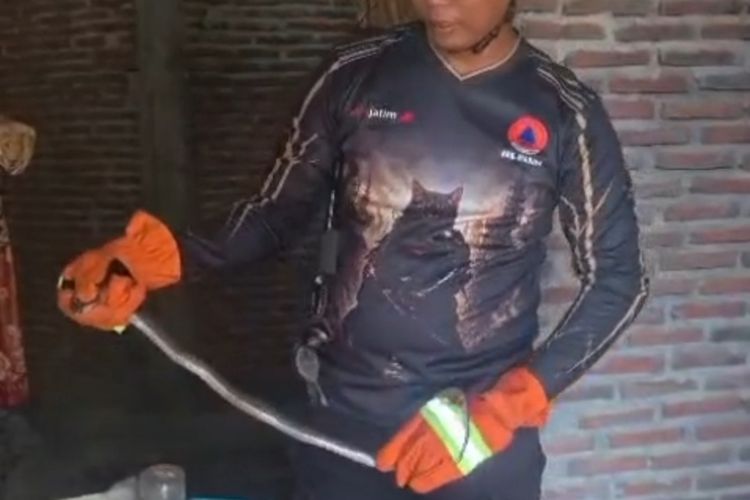 Musim Panas, Sepasang Ular Kobra Masuk Rumah Warga di Madiun