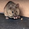 Dihantam Pandemi dan Krisis Parah, Warga Miskin Myanmar Makan Tikus