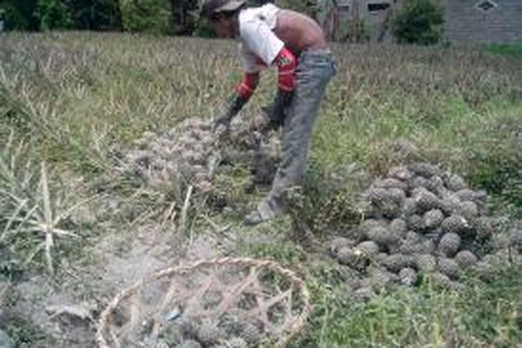 Petani memanen nanas di wilayah Kecamatan Ngancar, Kabupaten Kediri, Jawa Timur, Sabtu (1/3/2014). Nanas mereka banyak yang rusak akibat erupsi Kelud.