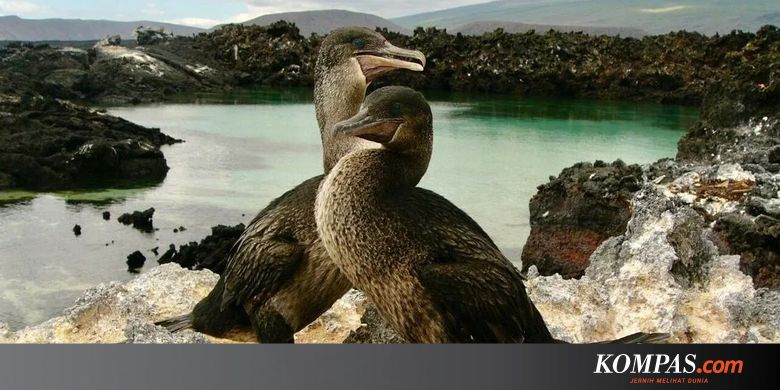 Kisah Satu Spesies Burung Yang Lupa Caranya Terbang