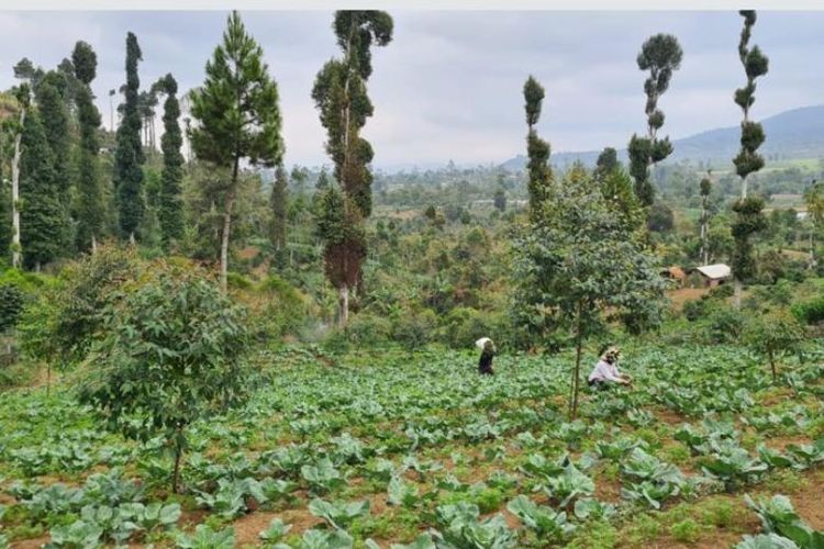 Ditjen Pengelolaan DAS dan Rehabilitasi Hutan Kementerian LHK catatkan sejumlah pencapaian. 