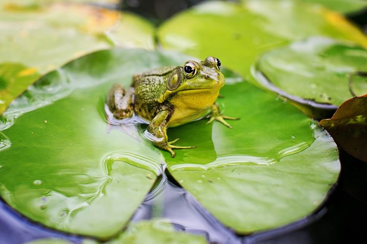 Katak adalah hewan amfibi yang termasuk jenis anura