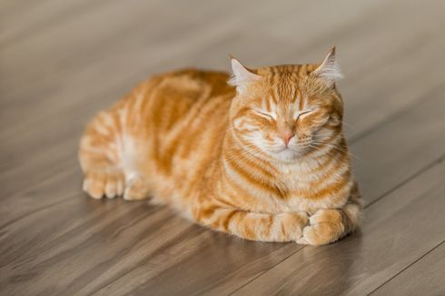 Paw Parents Wajib Tahu, Ini Alasan Kenapa Kucing Tidak Mau Makan dan Lemas Tidur Terus