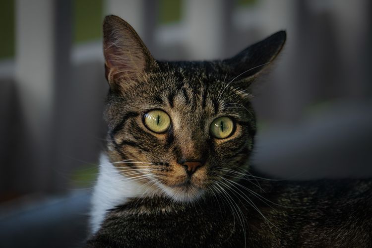 Mengapa Mata Kucing dan Anjing Bisa Menyala dalam Gelap?