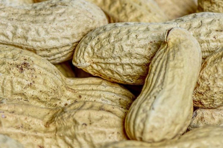 Ilustrasi kacang tanah