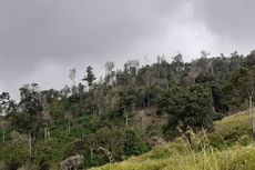 3.000 Hektar Hutan di NTT Rusak Ditebang Warga, Pemerintah Dinilai Tidak Tegas