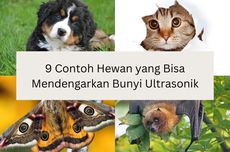 9 Contoh Hewan yang Bisa Mendengar Bunyi Ultrasonik