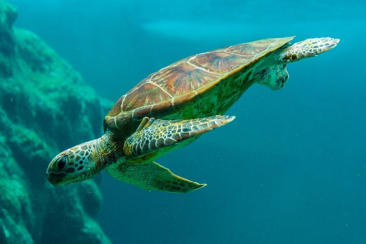 Ilustrasi kura-kura air. Polusi suara atau kebisingan di laut telah memengaruhi kehidupan kura-kura, salah satunya satwa laut ini mengalami gangguan pendengaran.