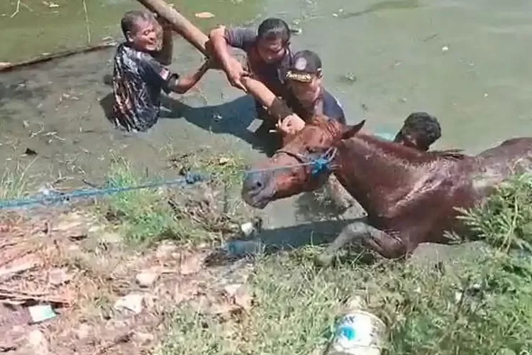 Seekor Kuda Tercebur ke Tambak di Manyar Gresik, Evakuasi  Berlangsung Hampir 2 Jam
