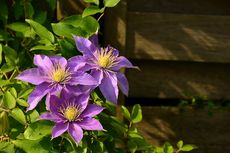 6 Bunga Berwarna Ungu yang Mempercantik Halaman Rumah
