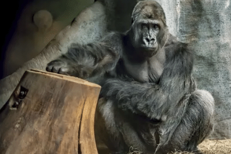 Cassius (31), gorila jantan yang mati akibat terinfeksi bakteri e. coli setelah meminum air di kebun binatang Milwaukee Country, Wisconsin, AS