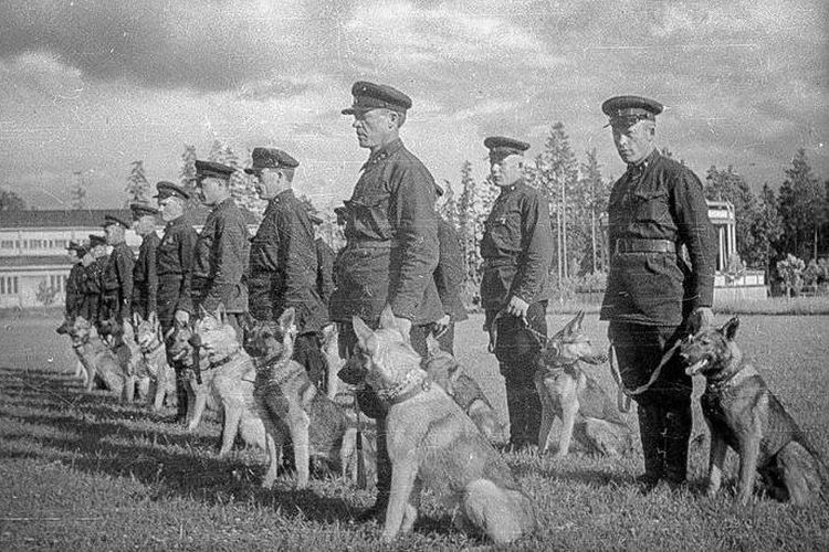 Pasukan anjing bunuh diri Uni Soviet