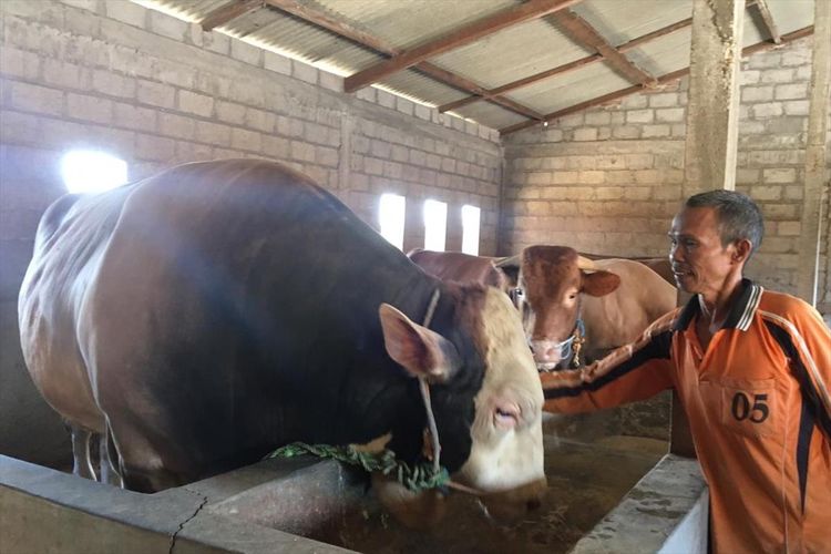 Sapi jenis simmental milik warga Boyolali, Jawa Tengah yang dibeli Presiden Jokowi untuk berkurban, Selasa (6/8/2019).