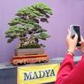 Ada Bonsai Santigi Rp 800 Juta Dipamerkan di Kudus, Mengapa Nilainya Begitu Fantastis?