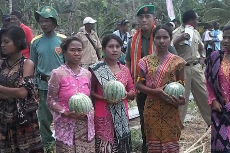 Sejumlah petani perempuan asal Kabupaten Timor Tengah Selatan (TTS) sedang panen buah semangka tanpa biji beberapa waktu lalu